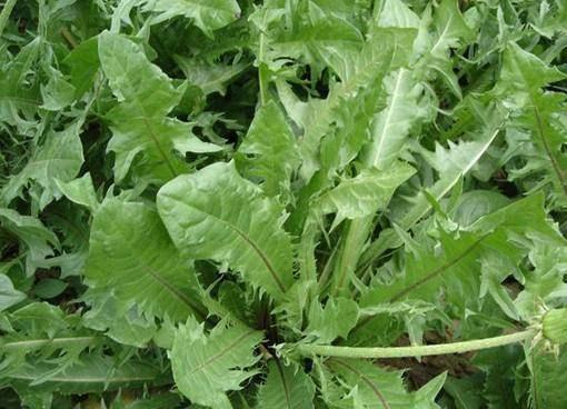 女人不想被叫"肥婆",3种野菜不妨多吃,减肥瘦身,刮油清脂