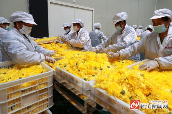 图说怀化│菊花加工 农民增收