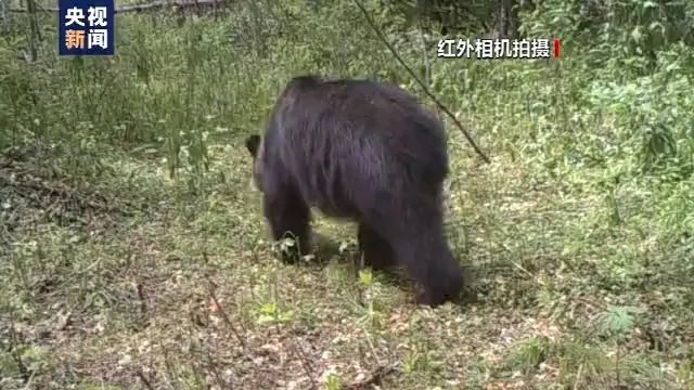 东北虎跟熊打架谁会赢 国内首次发现 东北虎把熊给吃了 含视频 手机新浪网