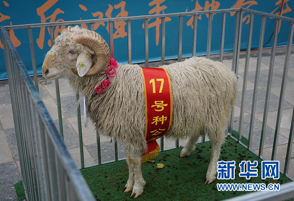 宁夏盐池县举办优质滩羊种公羊竞拍大会