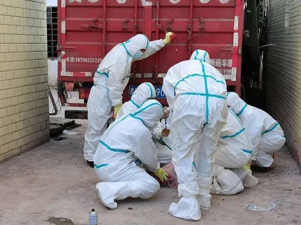 四川宁南县查获非洲猪瘟疫情追踪：生猪就地无害化处理未流入市场