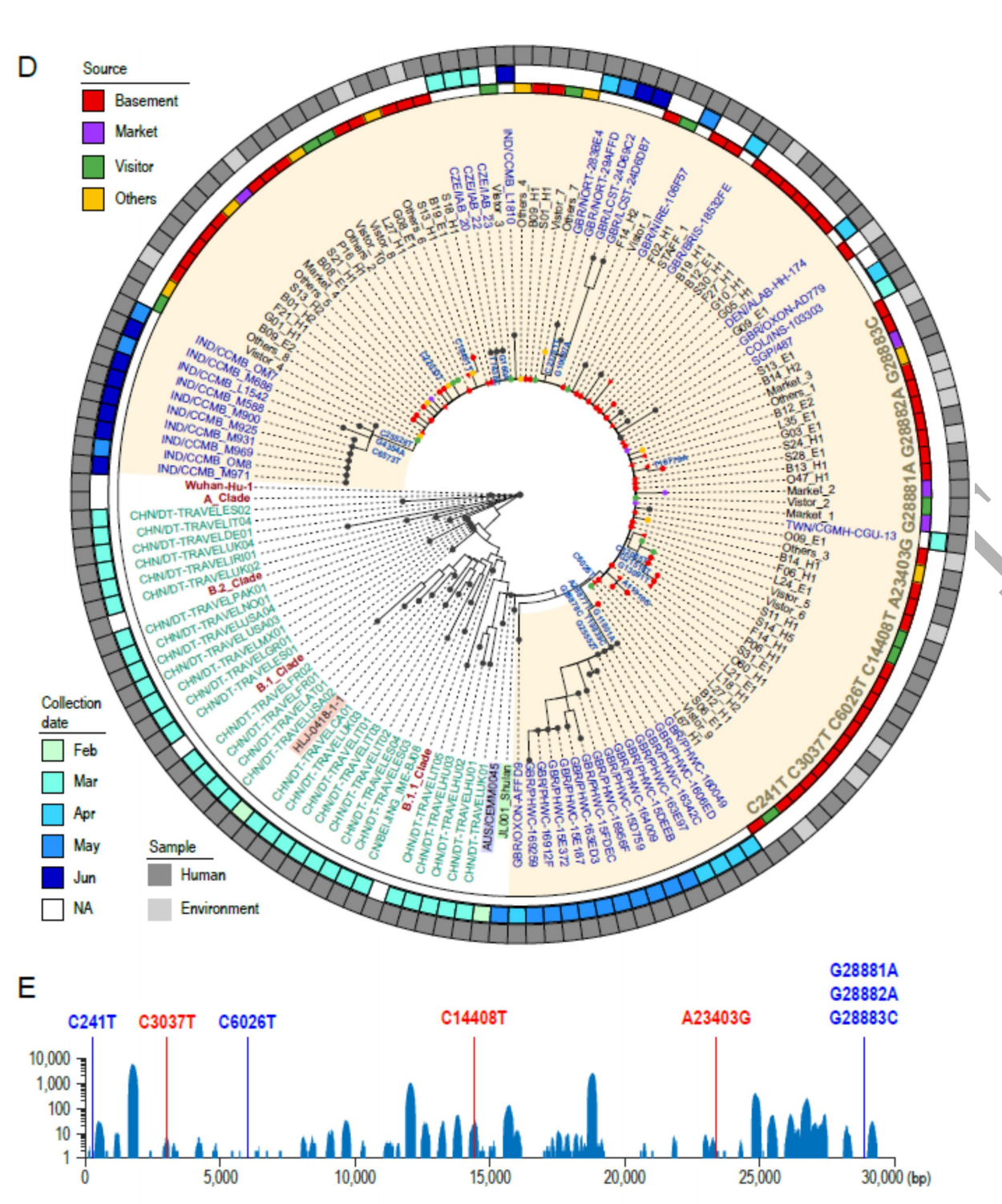最新研究：新发地疫情可能源于受污染进口冷链食品