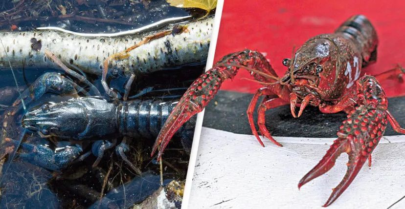 小龙虾疯狂入侵,快把欧洲各国愁秃了!吓得我口水都流了.