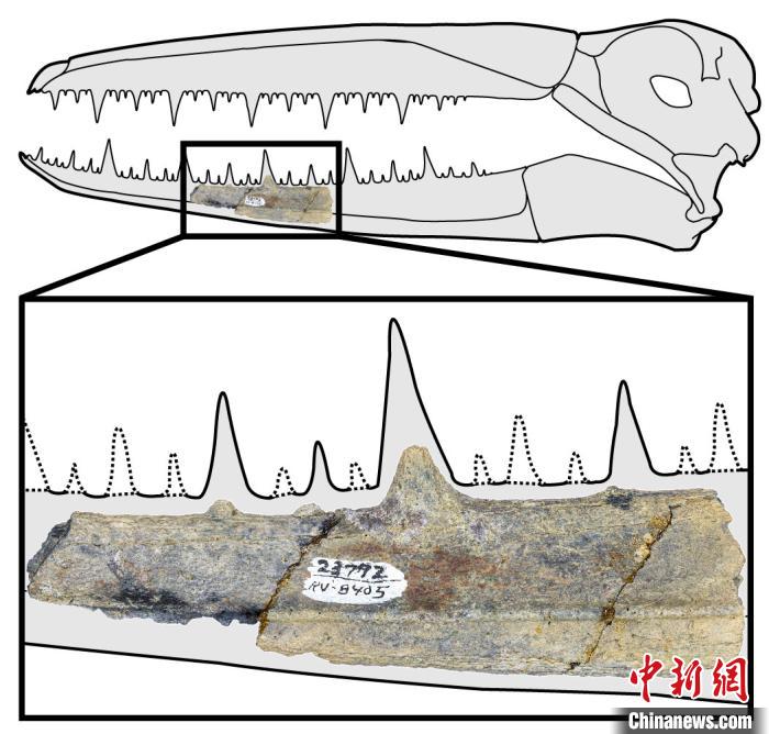 伪齿鸟化石标本。研究团队 供图