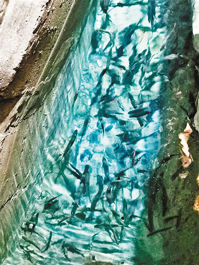 巫溪神奇鱼泉野生鱼只能看不能捕