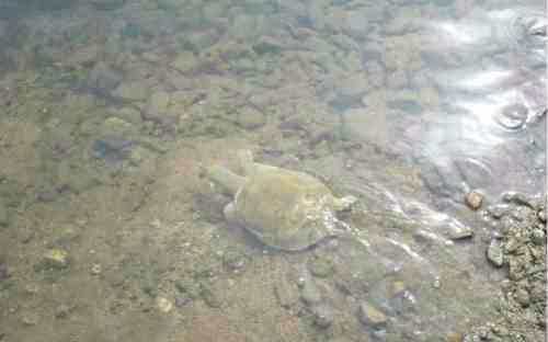 小河甲鱼开始泛滥了小伙一口气钓了十几只表示很过瘾