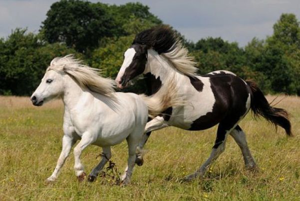 十马九不全揭秘66年生肖蛇马的毕生寿命过了54岁后什么命