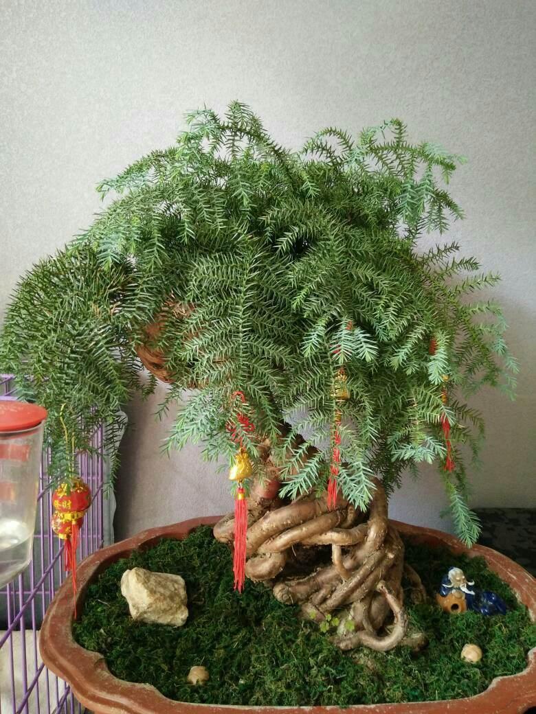 澳洲杉盆景寓意(澳洲杉盆景怎么养护视频)