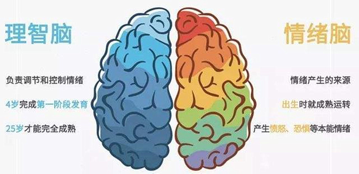 于是有专家根据左右脑的特性,将左脑称之为"理智脑",右脑则是"情绪脑"