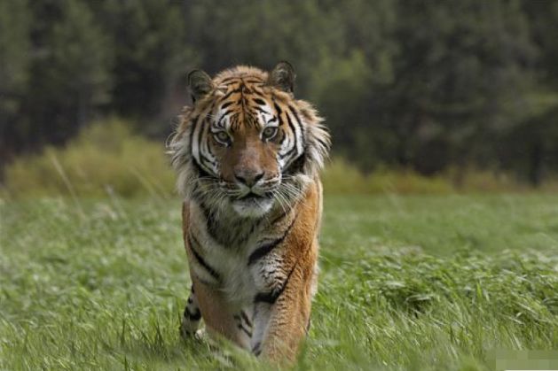 86年生肖虎过了34岁,一定要花一分钟好好看看,一切都是定数|出生|肖虎