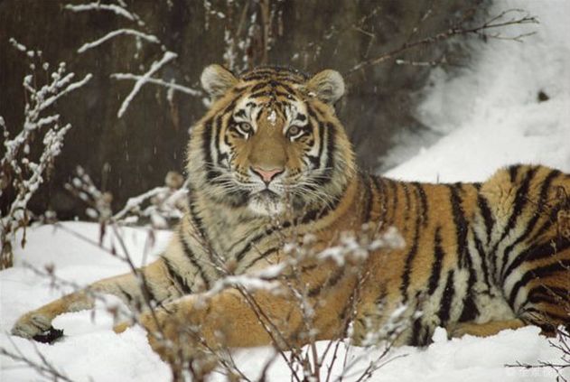 86年生肖虎过了34岁,一定要花一分钟好好看看,一切都是定数|出生|肖虎