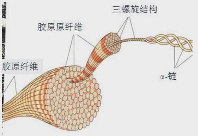 胶原蛋白|皮肤|佟丽娅_新浪新闻