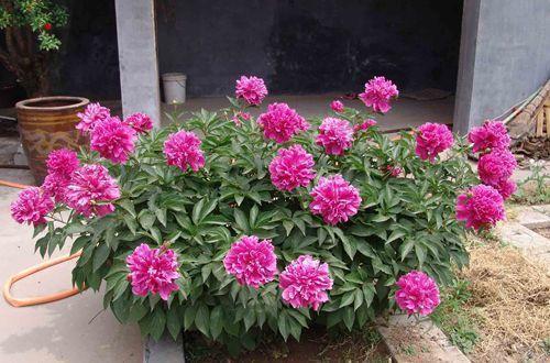 家里想养花就盆栽芍药,好看又好活!做到3点,花开得真多!