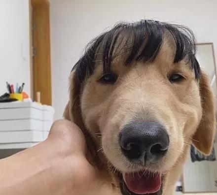 金毛戴上假发神似黄渤,网友:就……挺秃然的