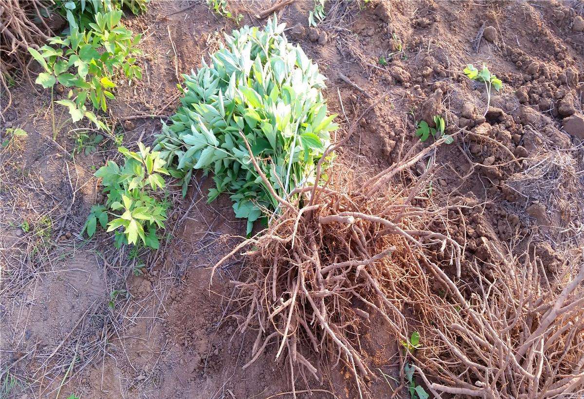 牡丹花总是养不好因为苗没选好还有这几步后续工作