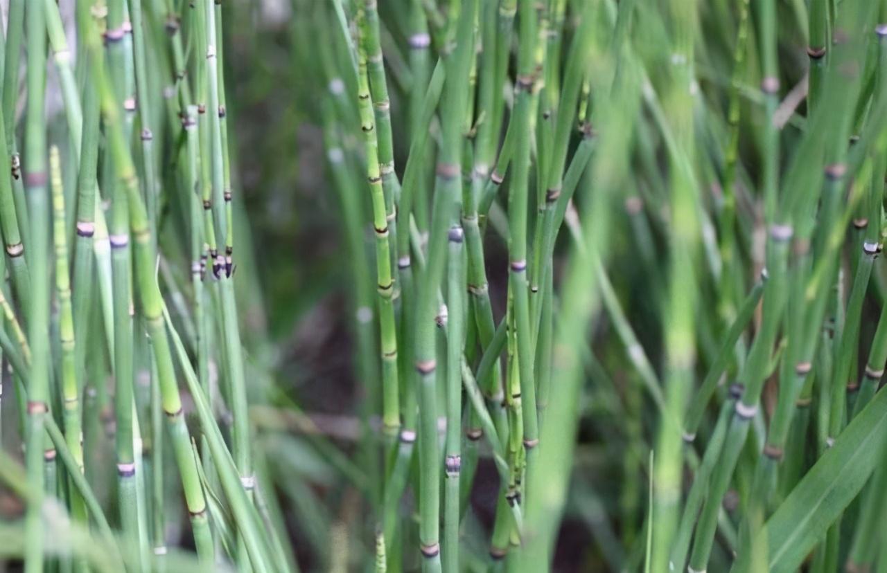 农村叫"节节高",见到请珍惜,解决男女的难隐之言,50元一斤