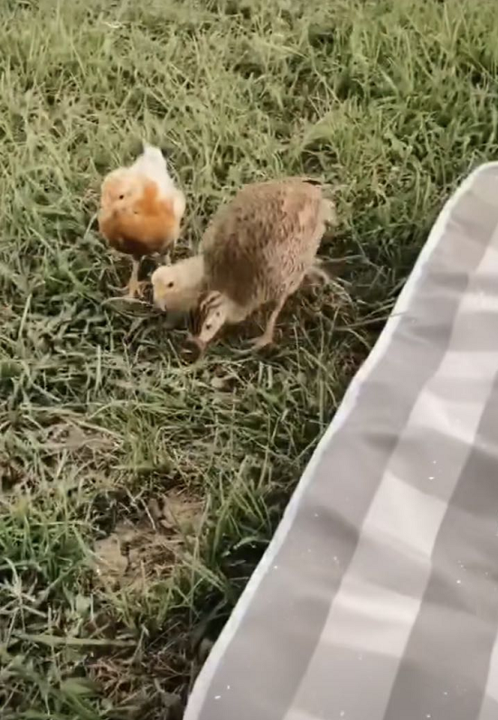 林志颖娇妻陈若仪带双胞胎儿子郊游错把小鸡叫小鸟遭网友吐槽