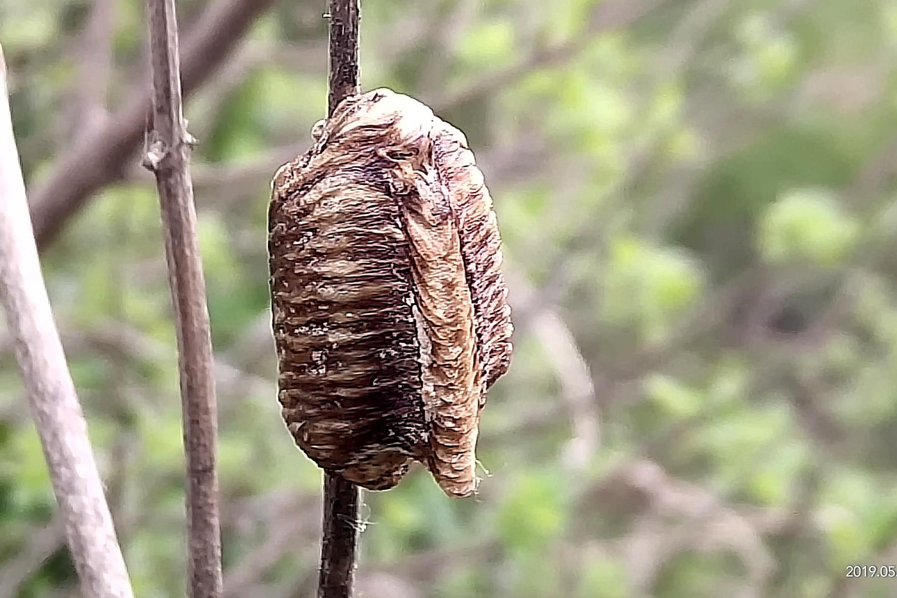 螳螂,昆虫界战斗力爆表的刀客,却终难敌人性的贪婪|螳螂|昆虫界|蛸