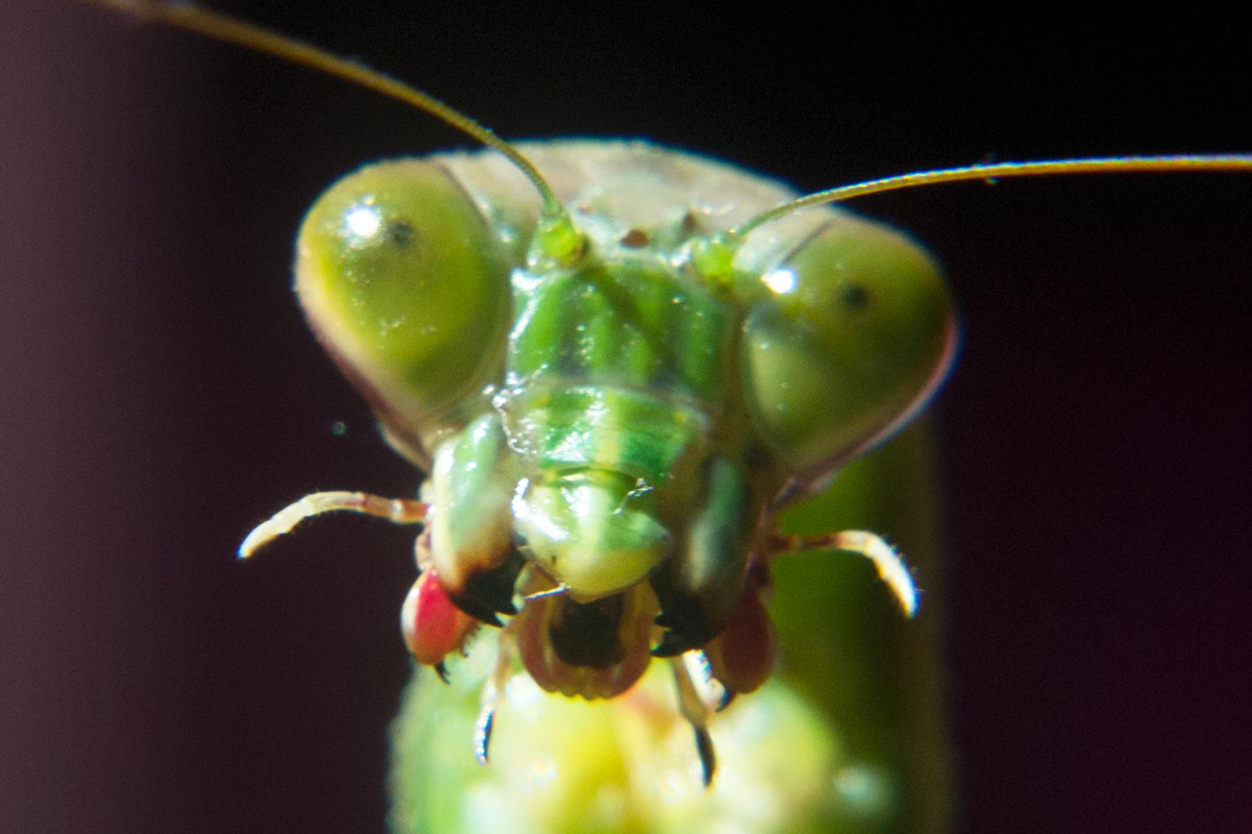 都能轻而易举的撕开,曾经看过一个视频,一条蜥蜴的厚皮在螳螂的嘴下