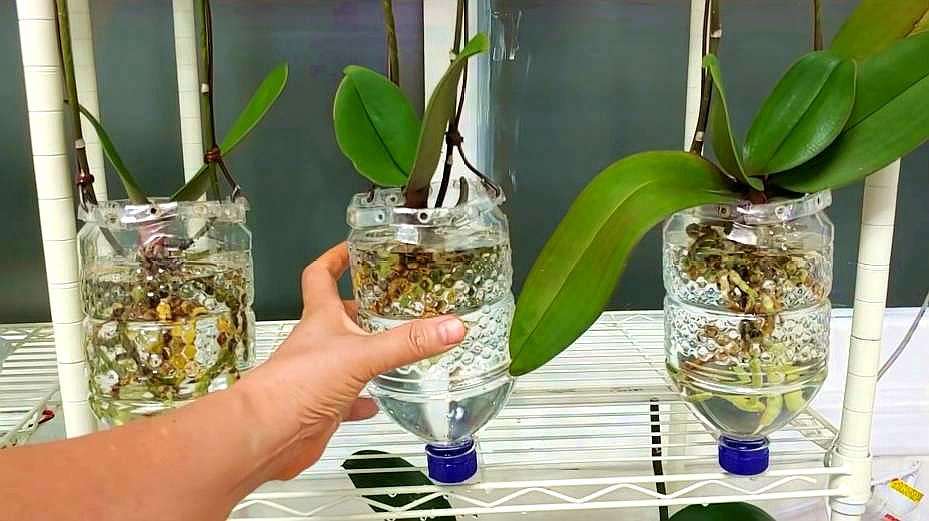 蝴蝶兰懒人水培方法(蝴蝶兰懒人水培方法图解)