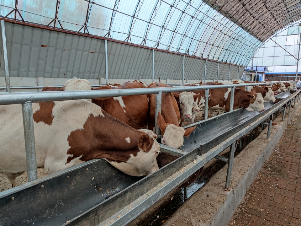 养牛成为"铁饭碗"?随着人们生活水平提高,前景更是不可限量
