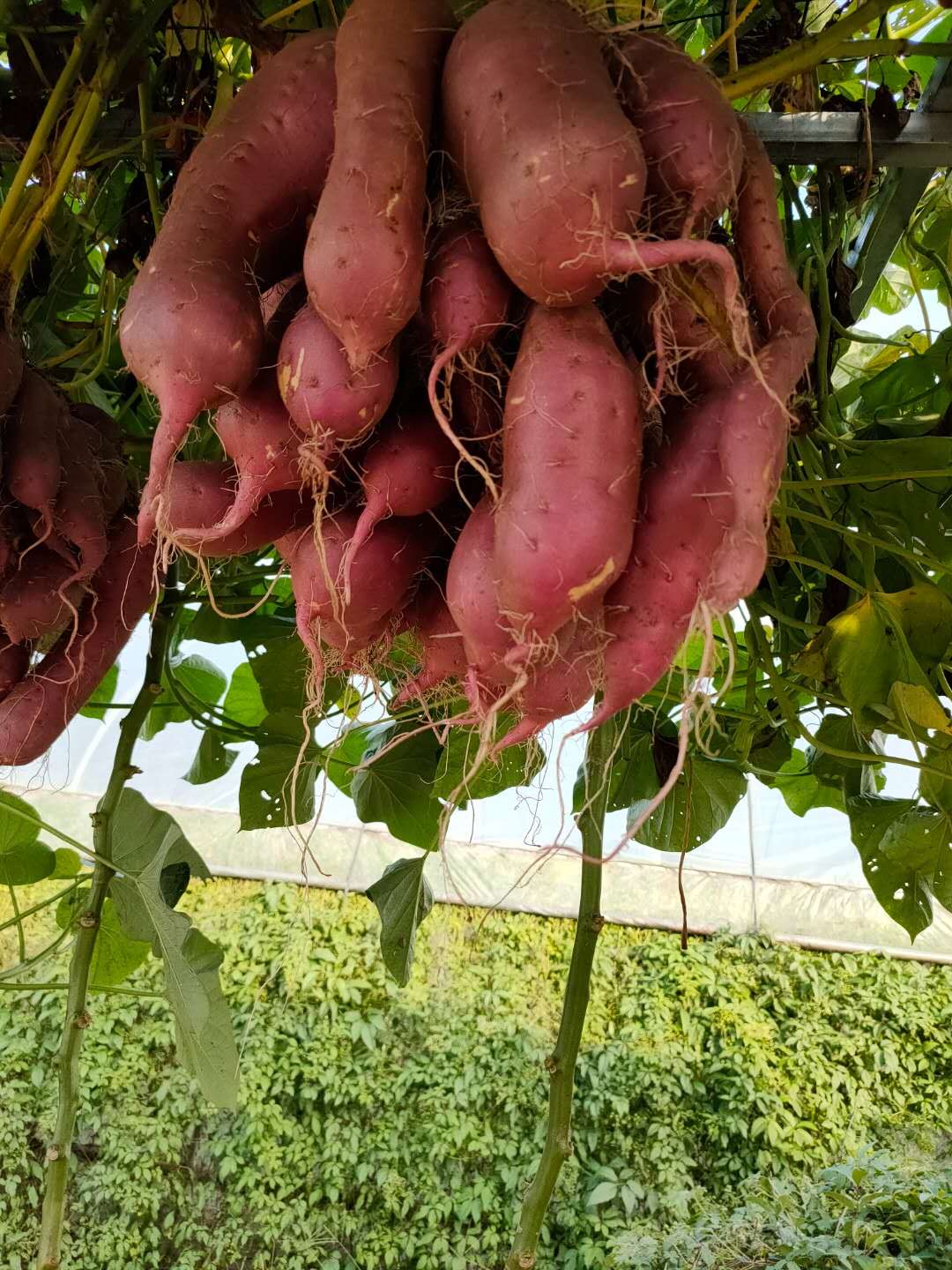 农业专家谈栽培 空中红薯 生长时其实有花盆 可长期存活 新浪科技 新浪网