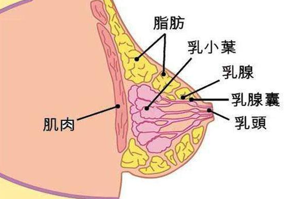 乳房隐隐作痛,忍一忍就好了?