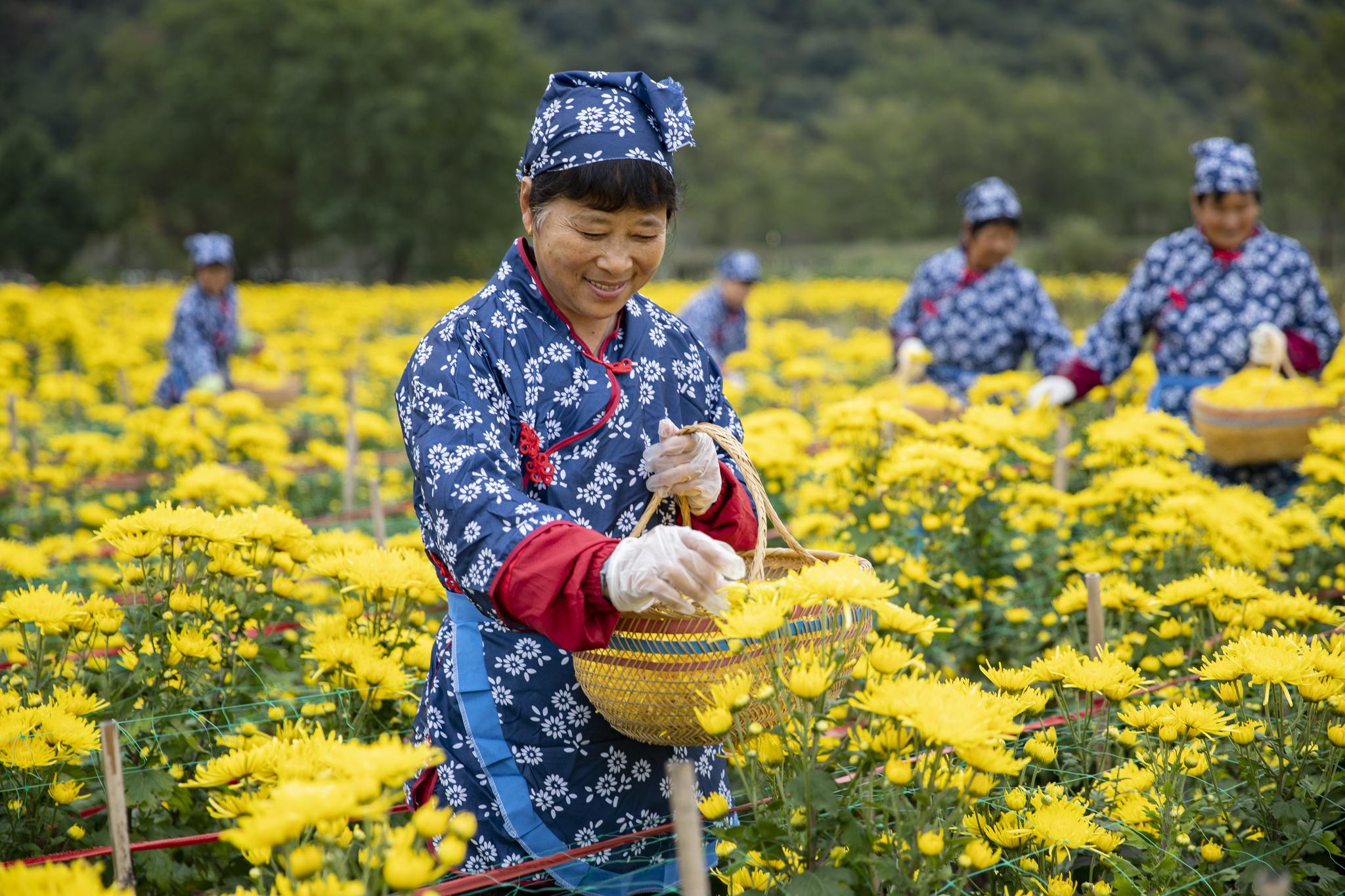 长兴:采菊忙
