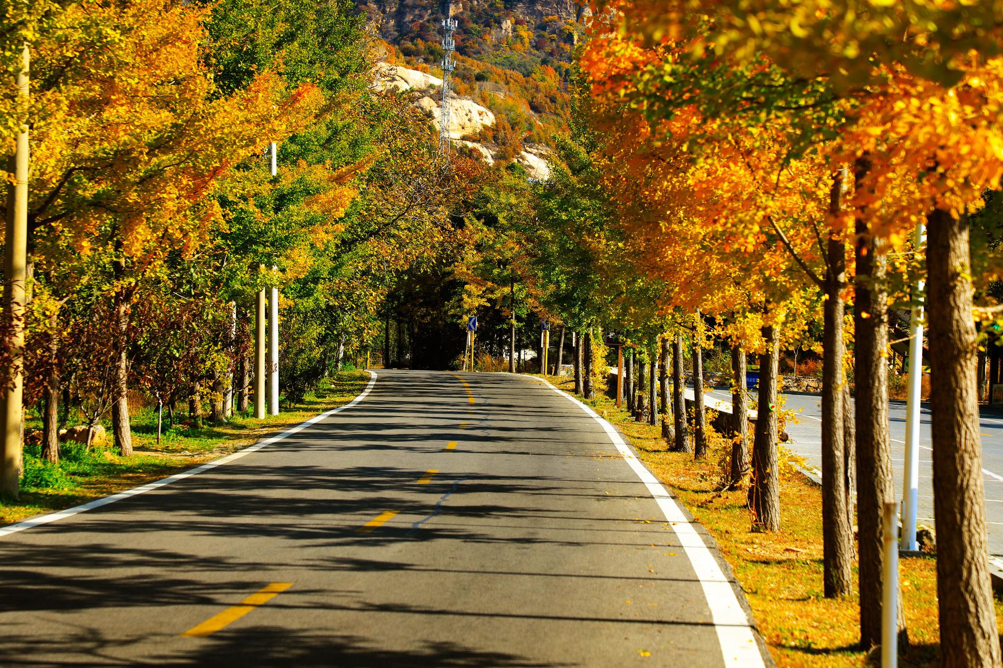 黄金大道 李玉文&nbsp;摄