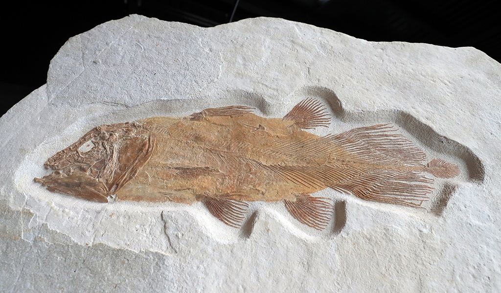 6000万年前鱼化石图片