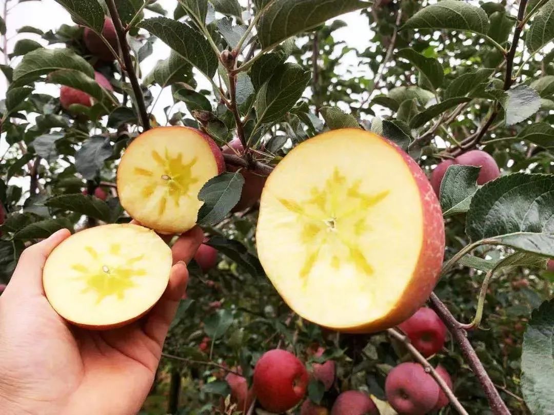 爽脆多汁的云南宁蒗冰糖心苹果 7元/斤