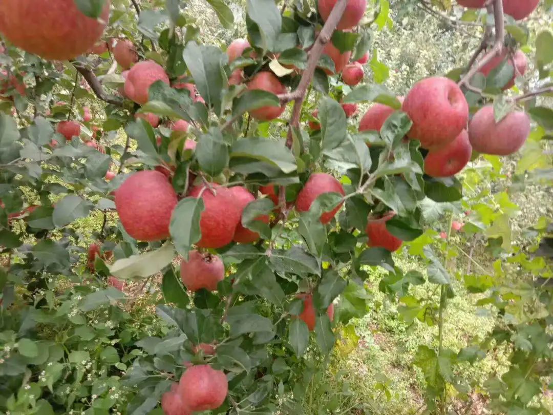 爽脆多汁的云南宁蒗冰糖心苹果 7元/斤