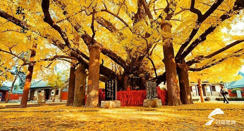 "天下银杏第一树"静待君来!2020莒县旅游招商推介会走进潍坊