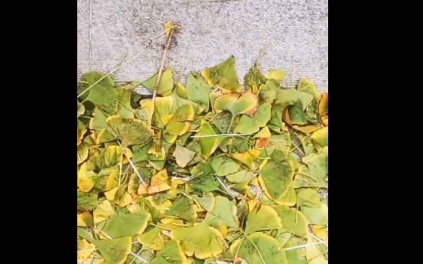 ▲“掉”下的树叶还多是绿色。   图片来自视频截图