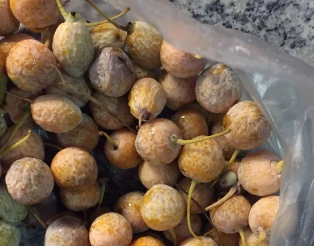 近期这种苦果出现很多昆明人喜欢捡来吃小心有毒
