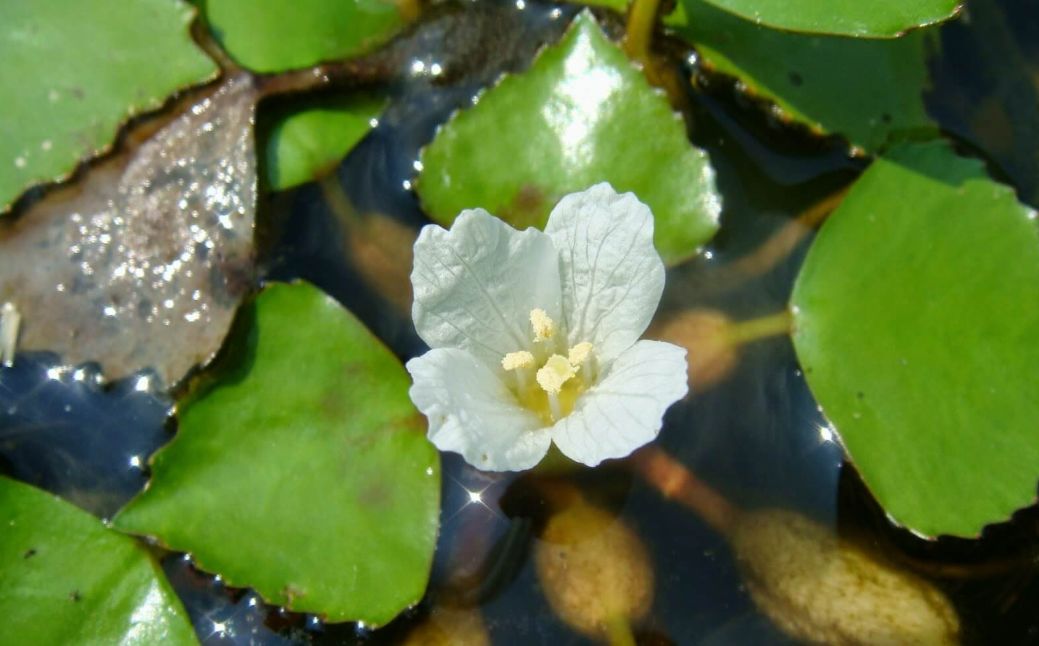 家里不用的澡盆千万别扔丢到湖里采菱角呀