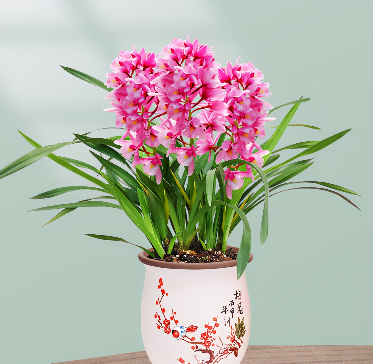 此兰花是国兰第一香花大浓香花量极多曾多次获奖