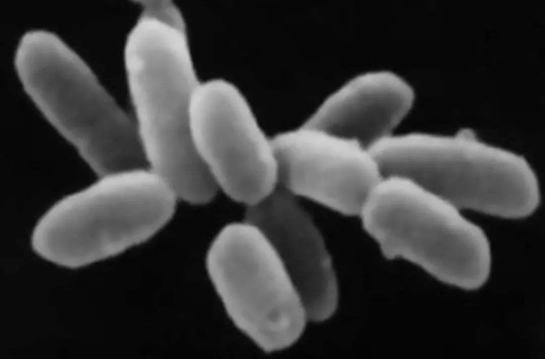 古菌:生物可能起源于此,又或是第三种生物体!