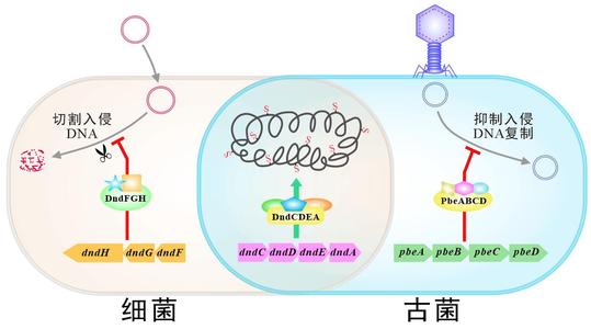 古菌:生物可能起源于此,又或是第三种生物体!