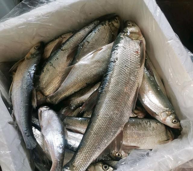 红水河守钓10天,鱼获500多斤全带走,引网友吐槽:太贪心