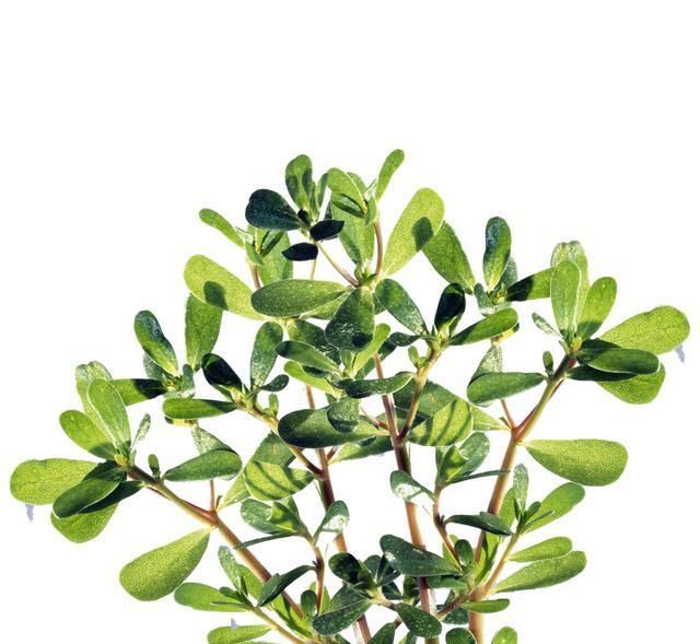 已致6人肾损伤!这种野菜很多人爱吃,吃之前要注意这件事休闲区蓝鸢梦想 - Www.slyday.coM 已致6人肾损伤!这种野菜很多人爱吃,吃之前要注意这件事休闲区蓝鸢梦想 - Www.slyday.coM