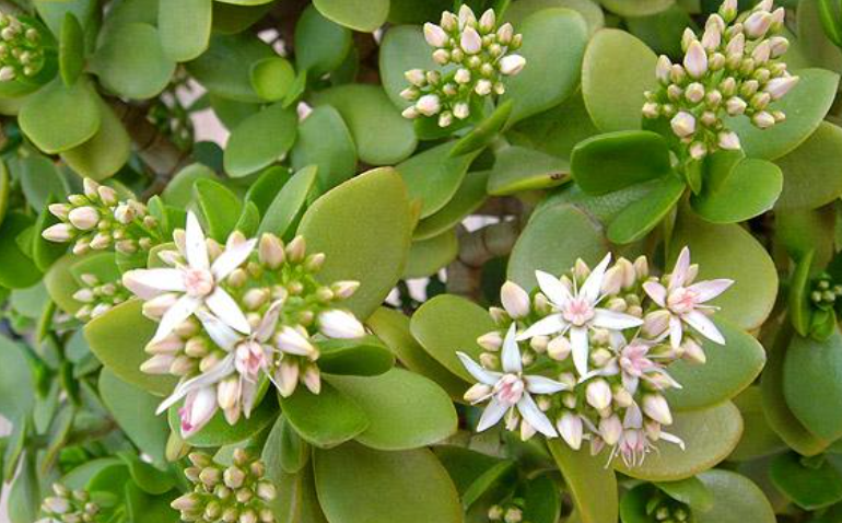 别人养玉树年年开花,关键是3个"条件"要达到,做好你也可以