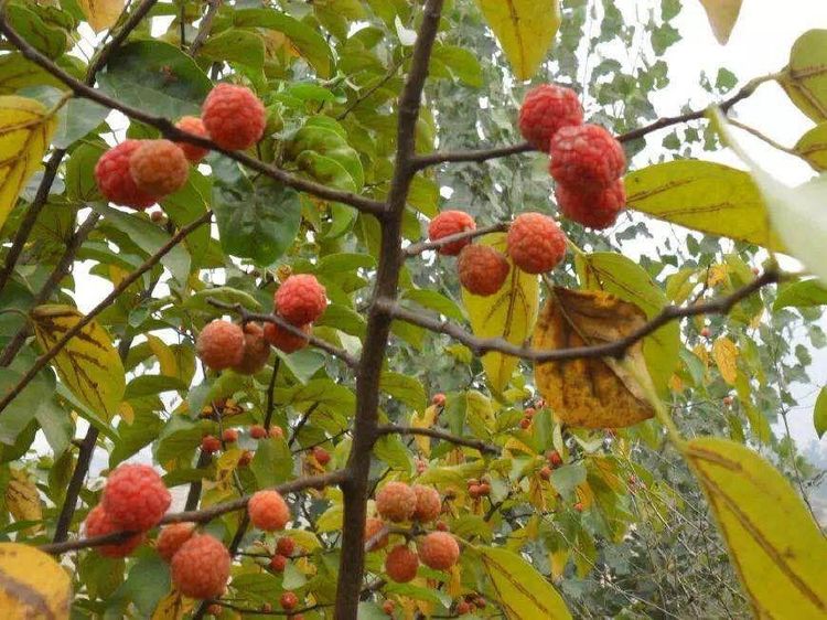 南檀北柘,农村的黄金木,车一串珠子几万块,农民当柴火烧