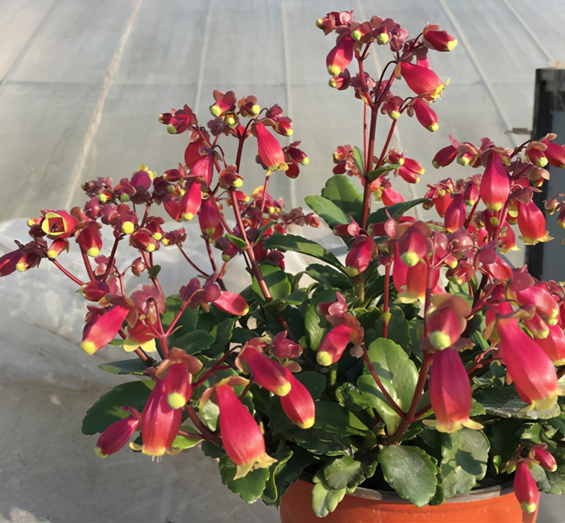 长寿花中的贵族品种宫灯长寿花怎么养做好几点枝头全是小灯笼