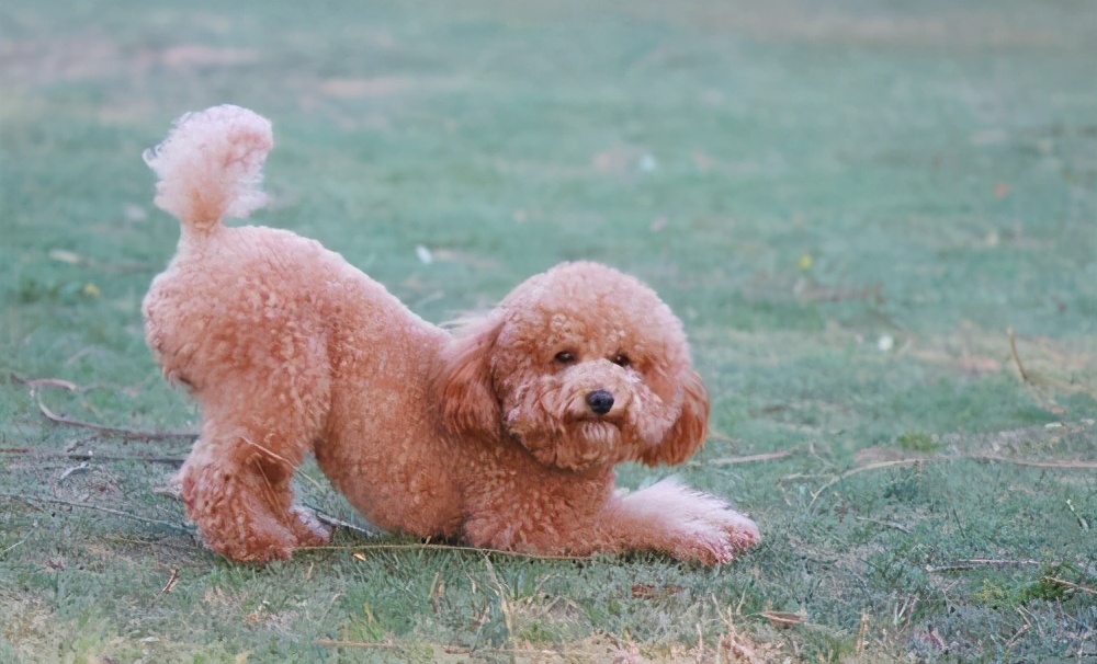 泰迪这几大部位,主人不要乱打,都是它的"命线"