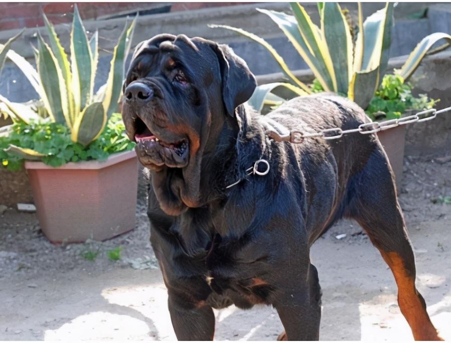 狗界中的6大假货,都是国产的"失败品",看着就来气|罗威纳|藏獒|卡斯罗