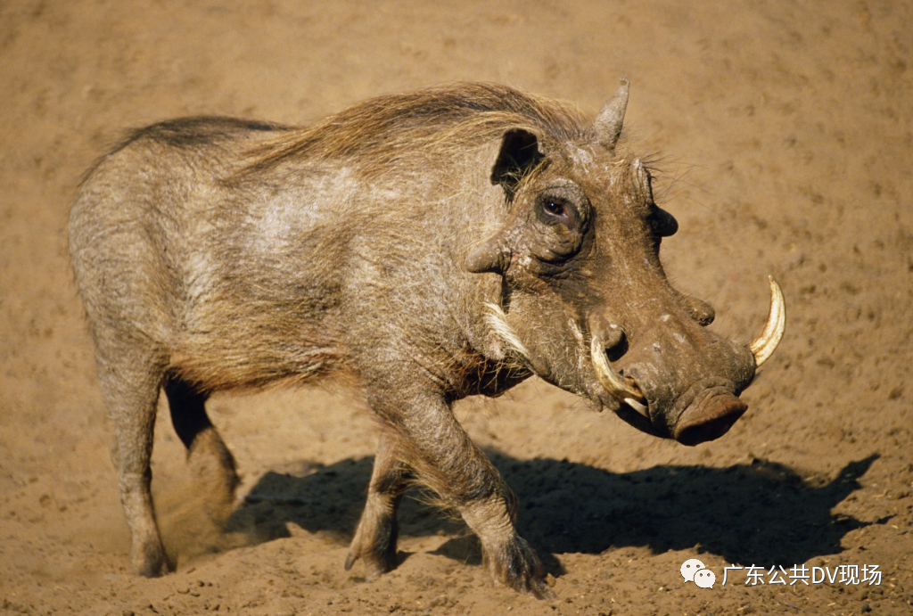 吓懵200斤大野猪闯进奶茶店一路飞檐走壁