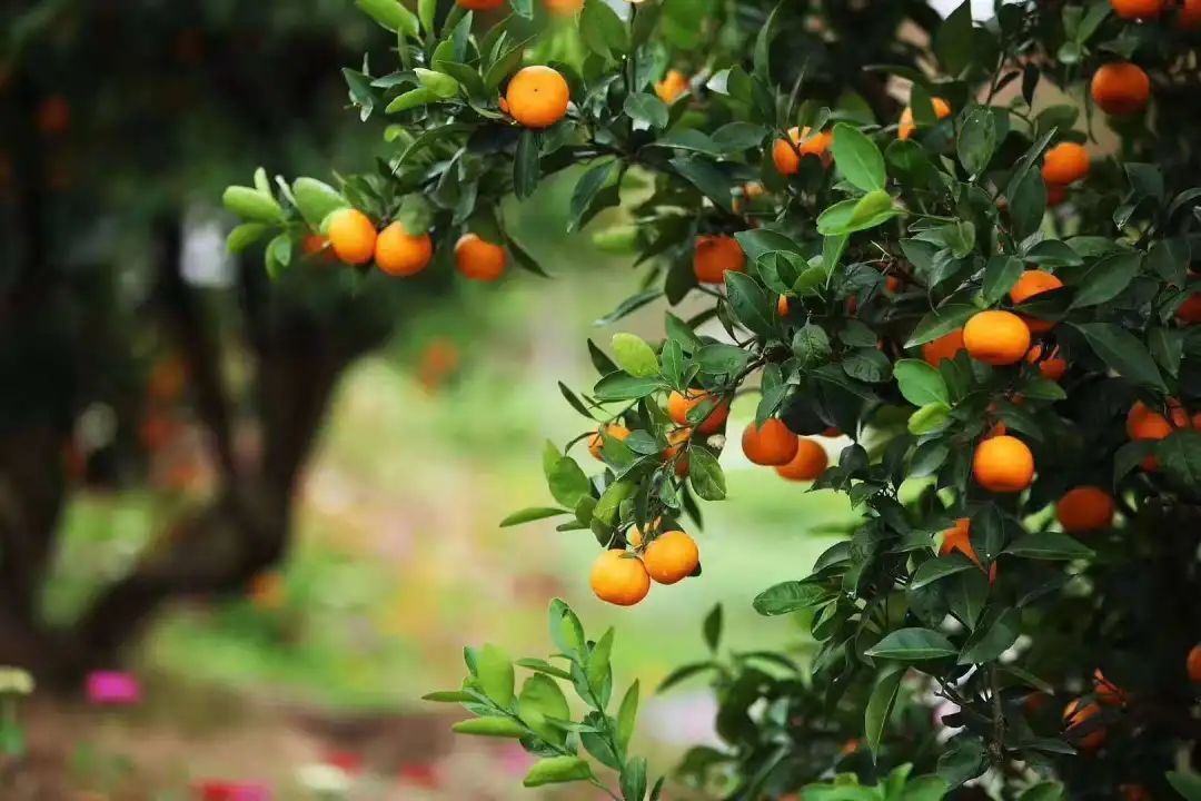 这场直播除了带来认养橘树,得到40斤黄岩贡橘园优质