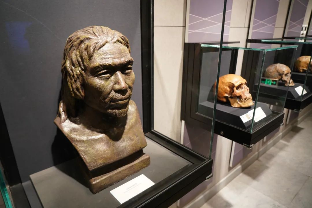 这是山顶洞人复原像山顶洞人头盖骨山顶洞人打猎场景了解了基本的情况