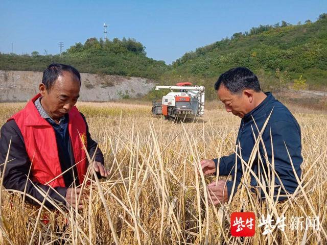 废弃矿山经过土壤修复，如今变成丰收稻田
